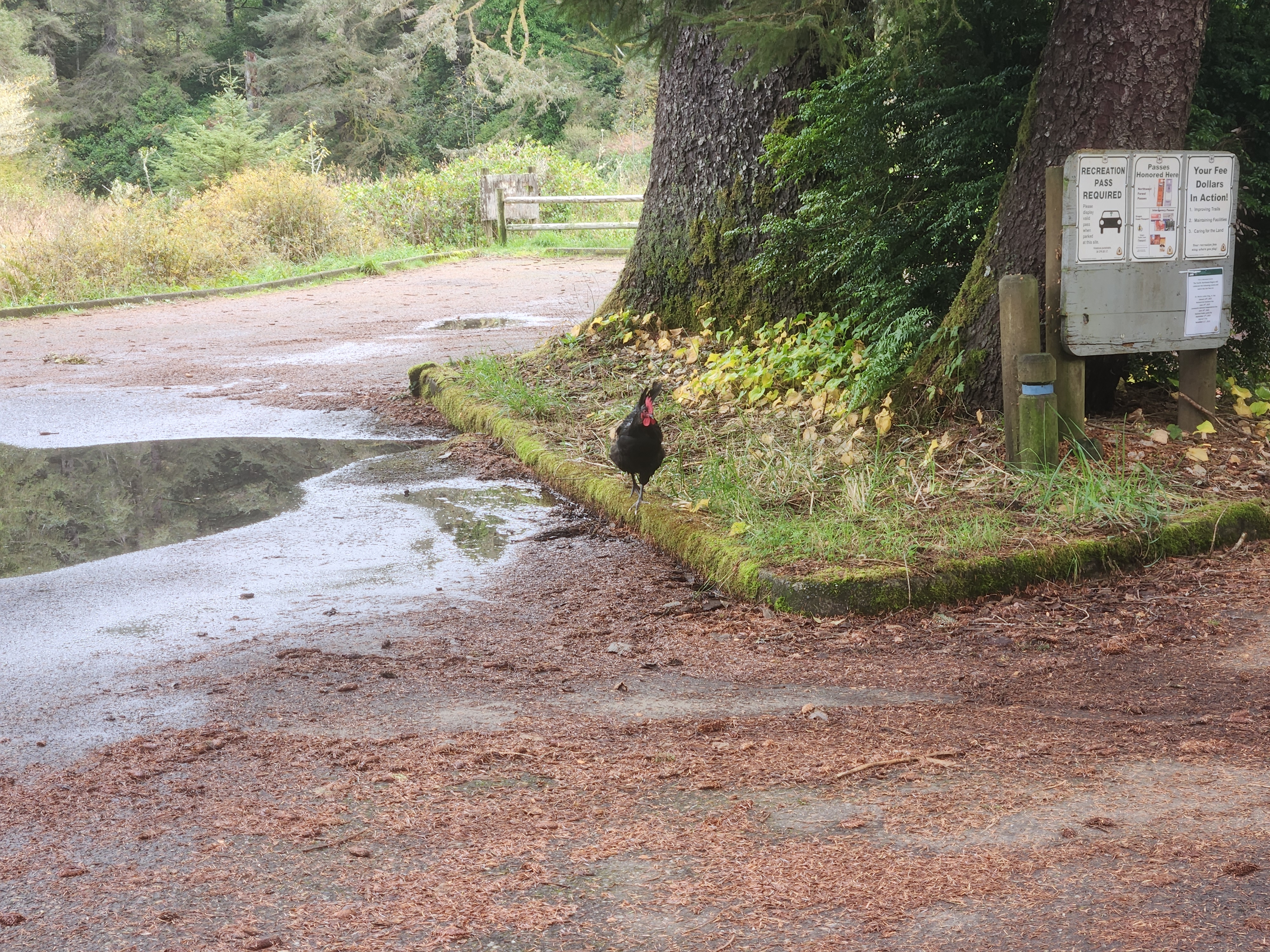rooster at lodgepole