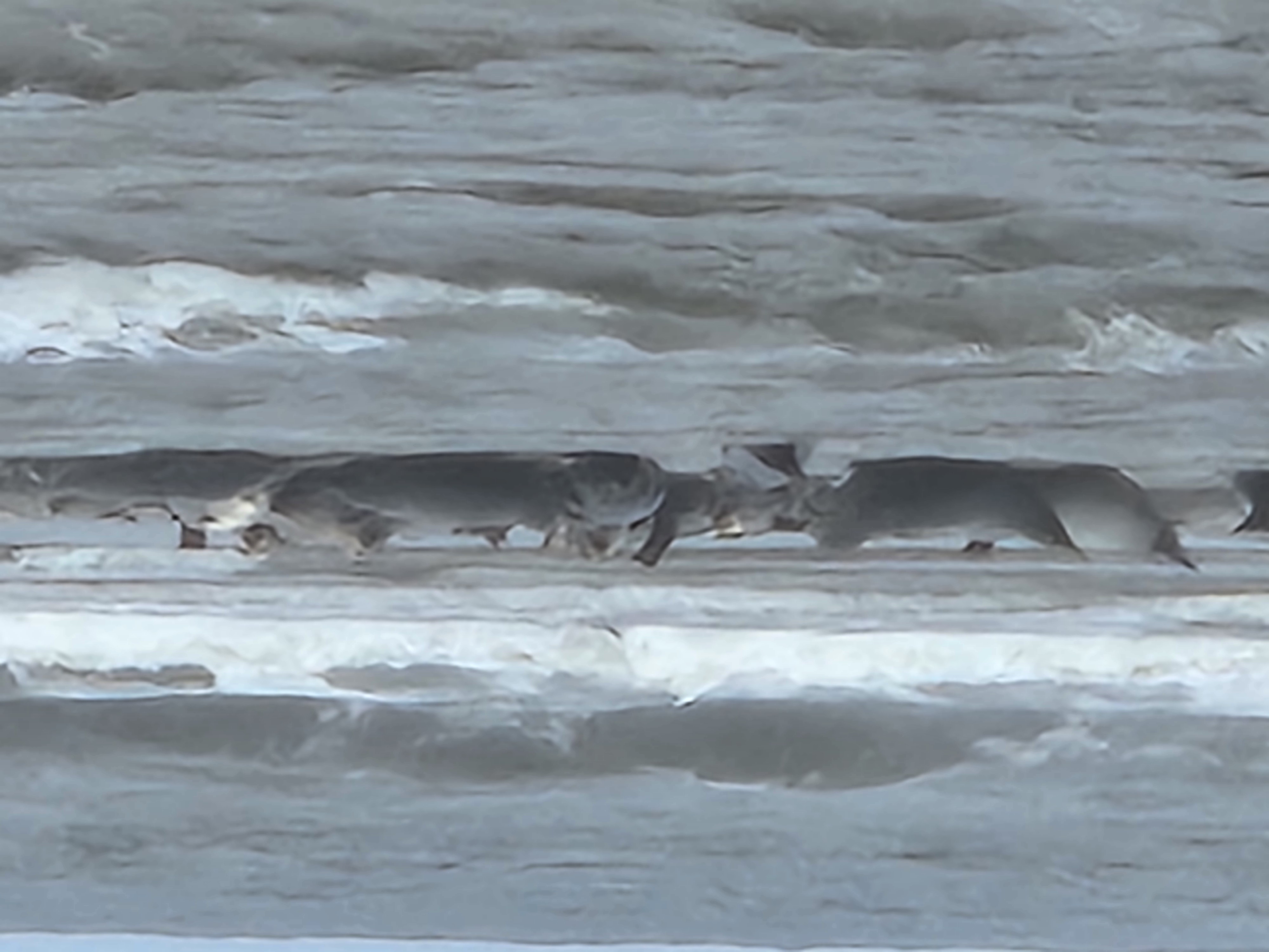 Seals on the Beach