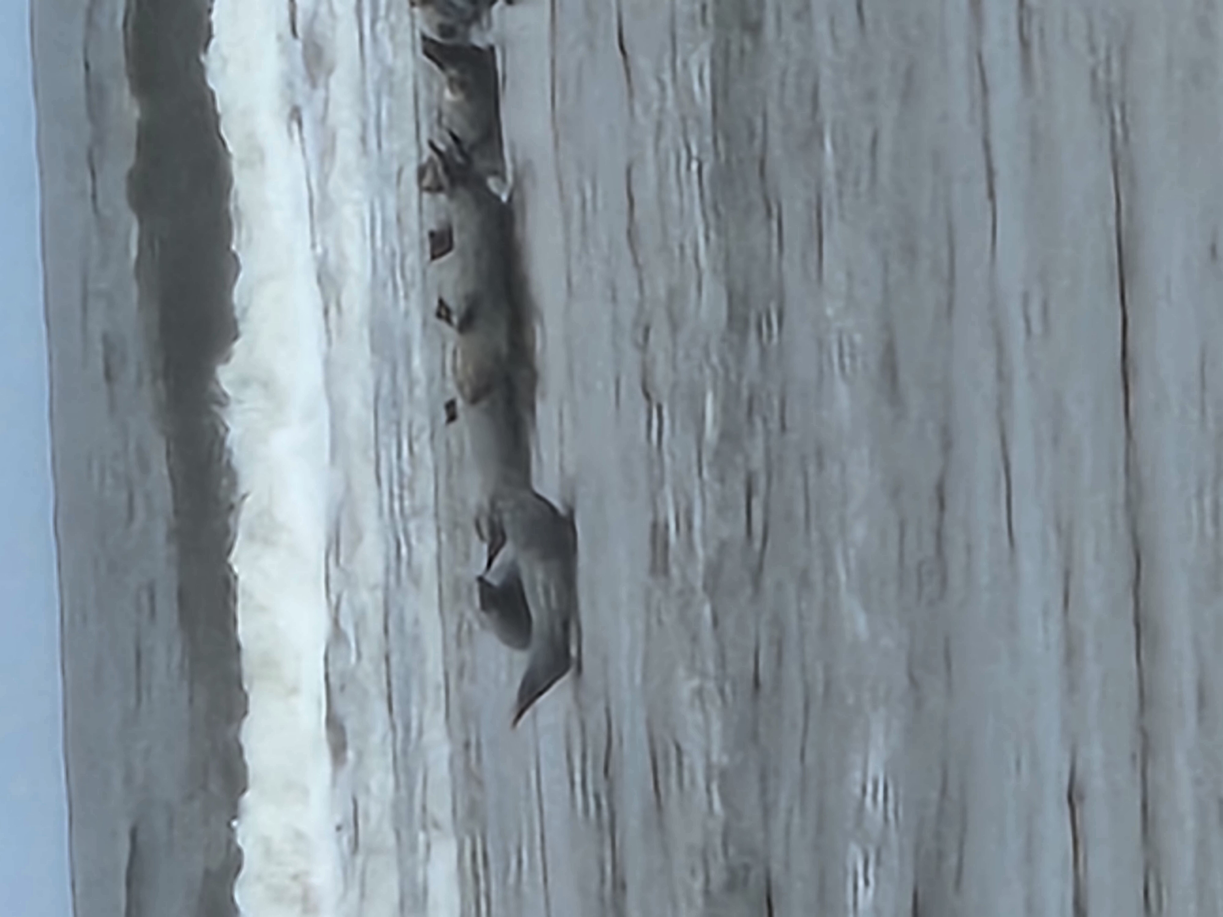 Seals on the Beach