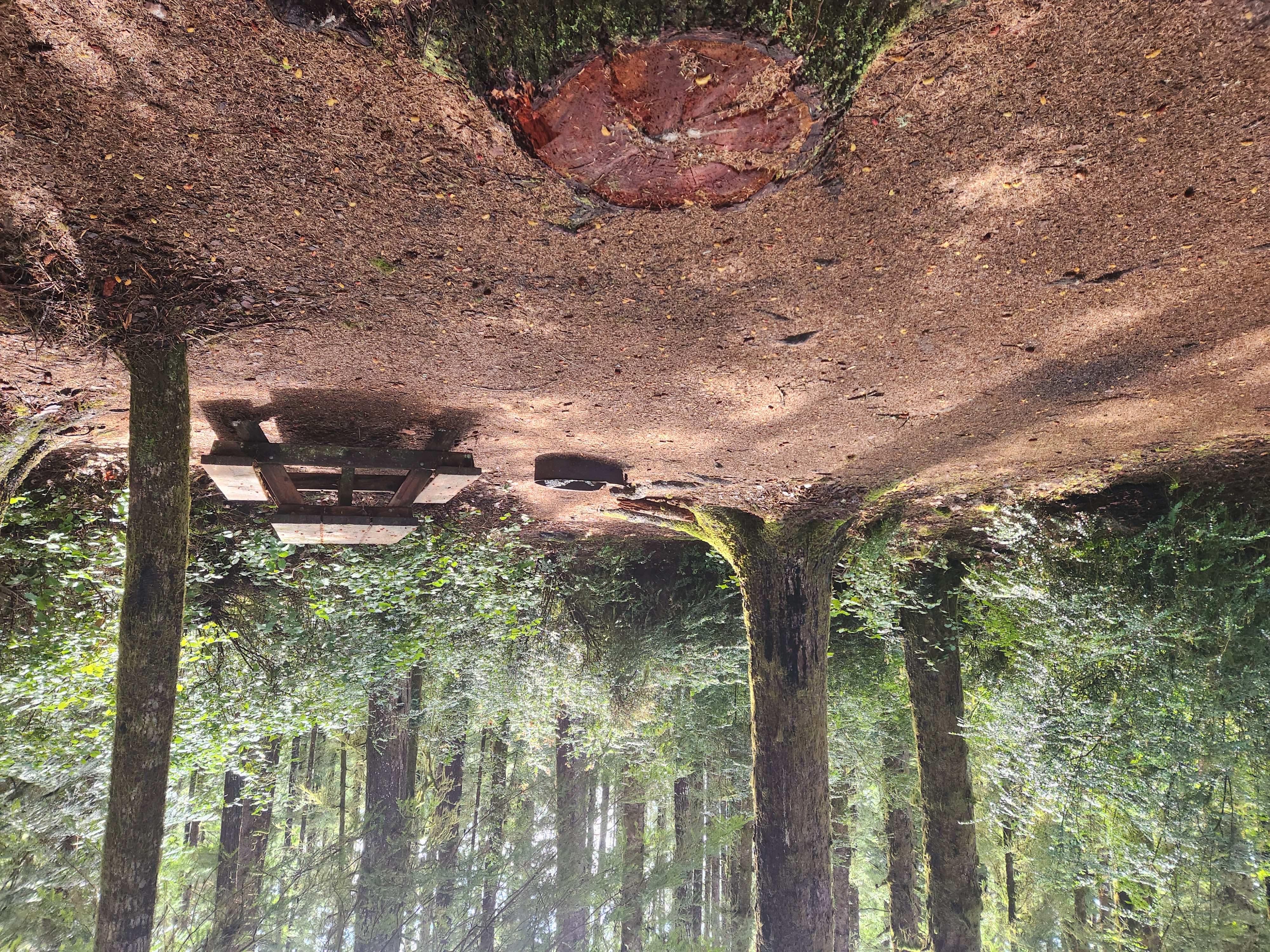 Siltcoos Lake Hike
