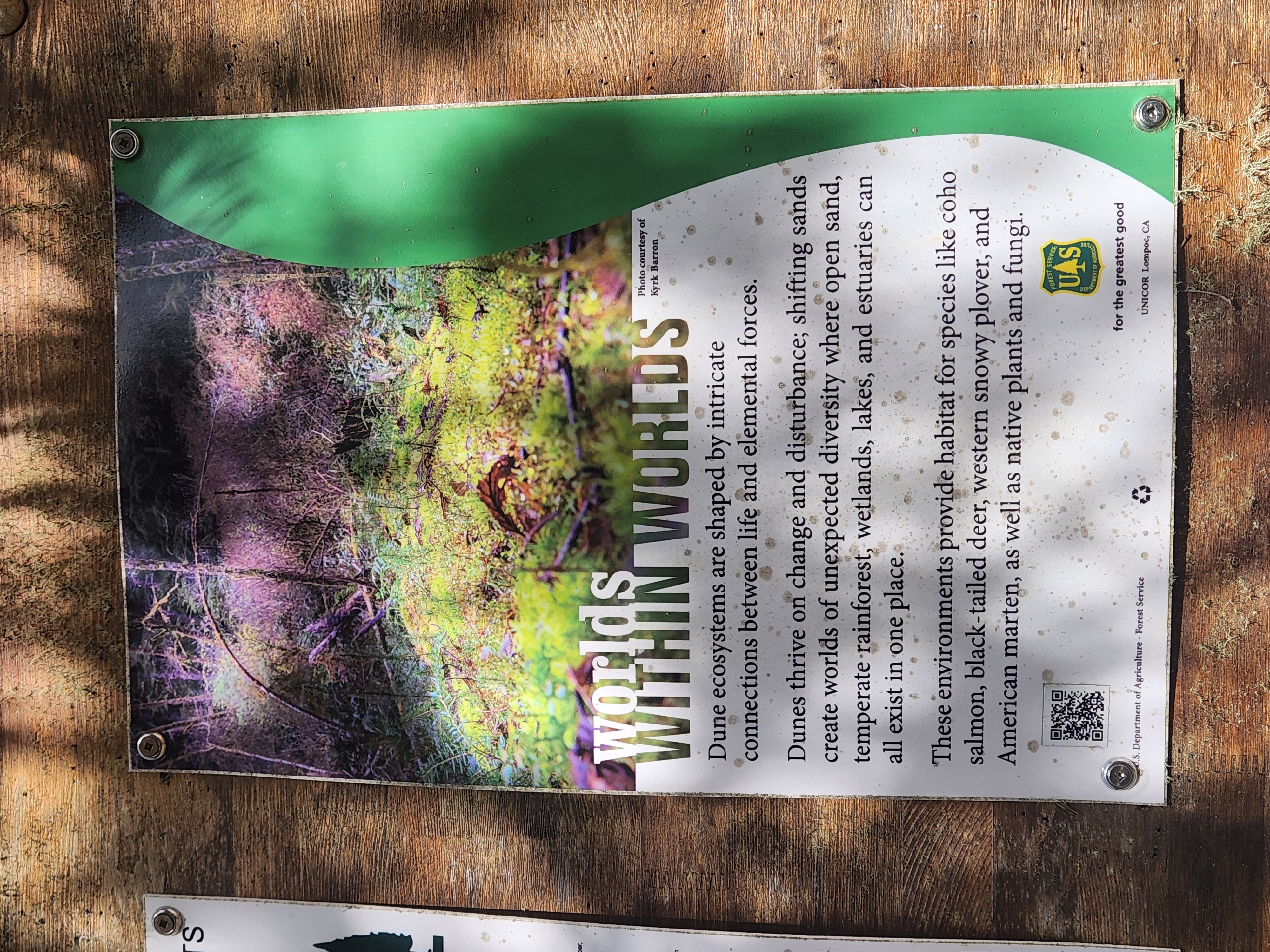 Summer at Siltcoos: Day 9