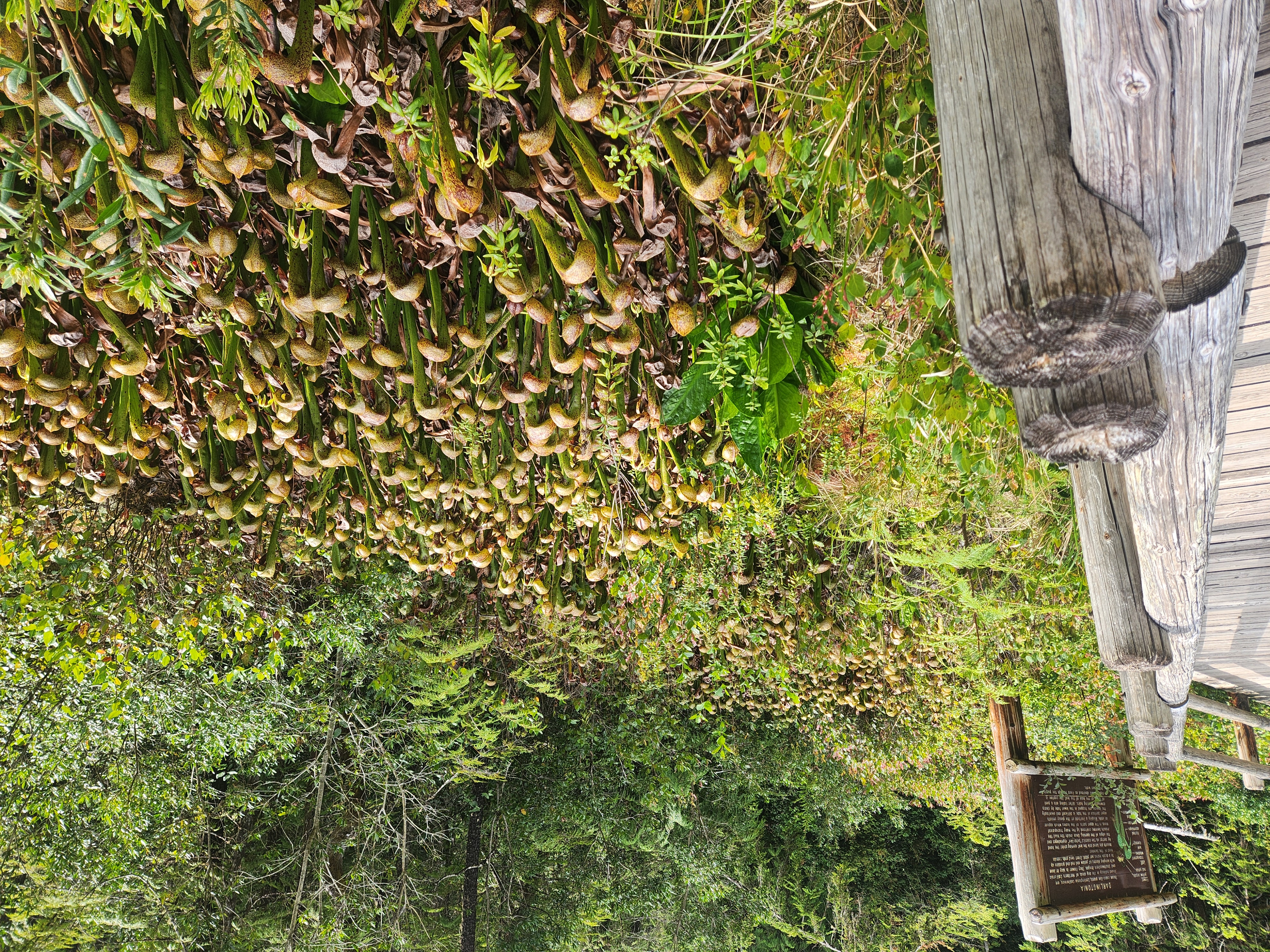 Summer at Siltcoos: Day 12