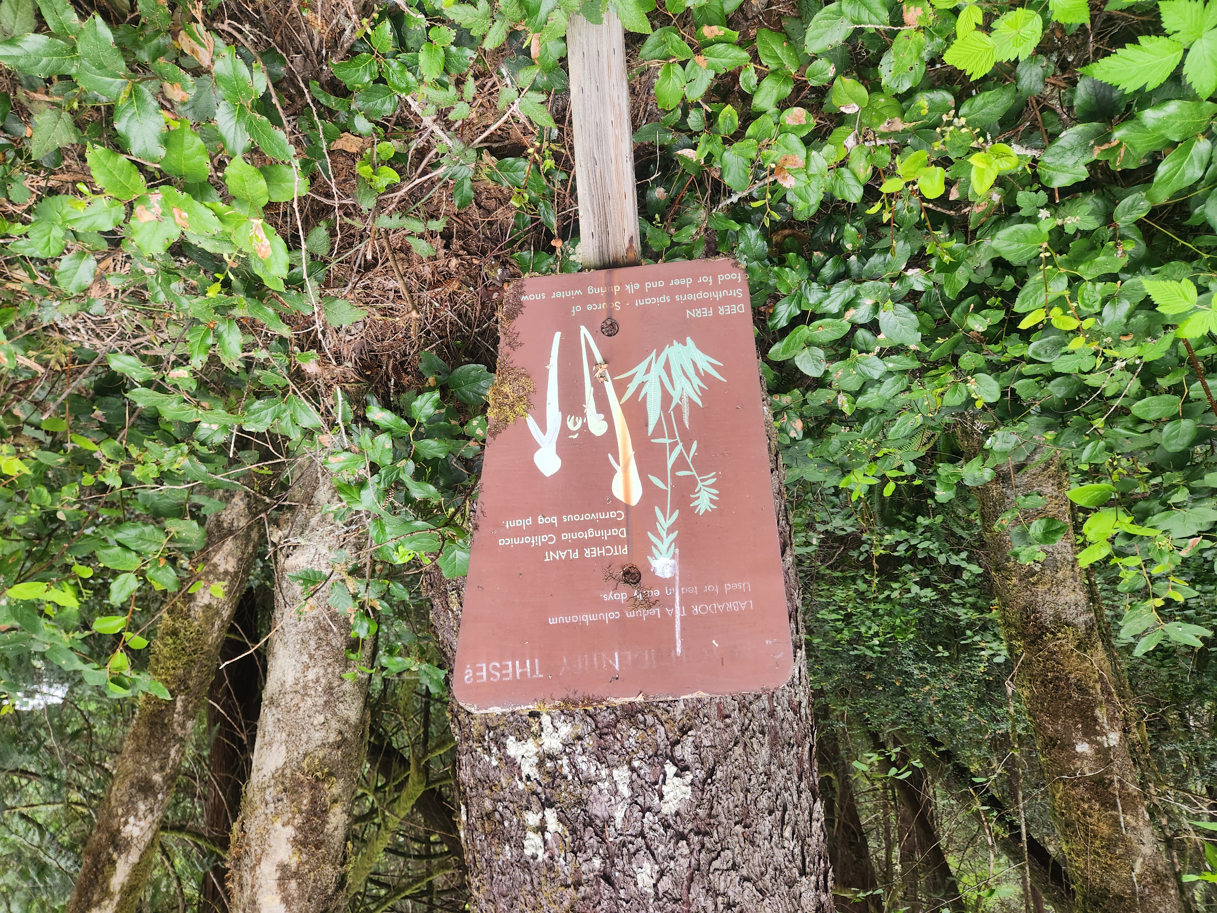 Summer at Siltcoos: Day 12