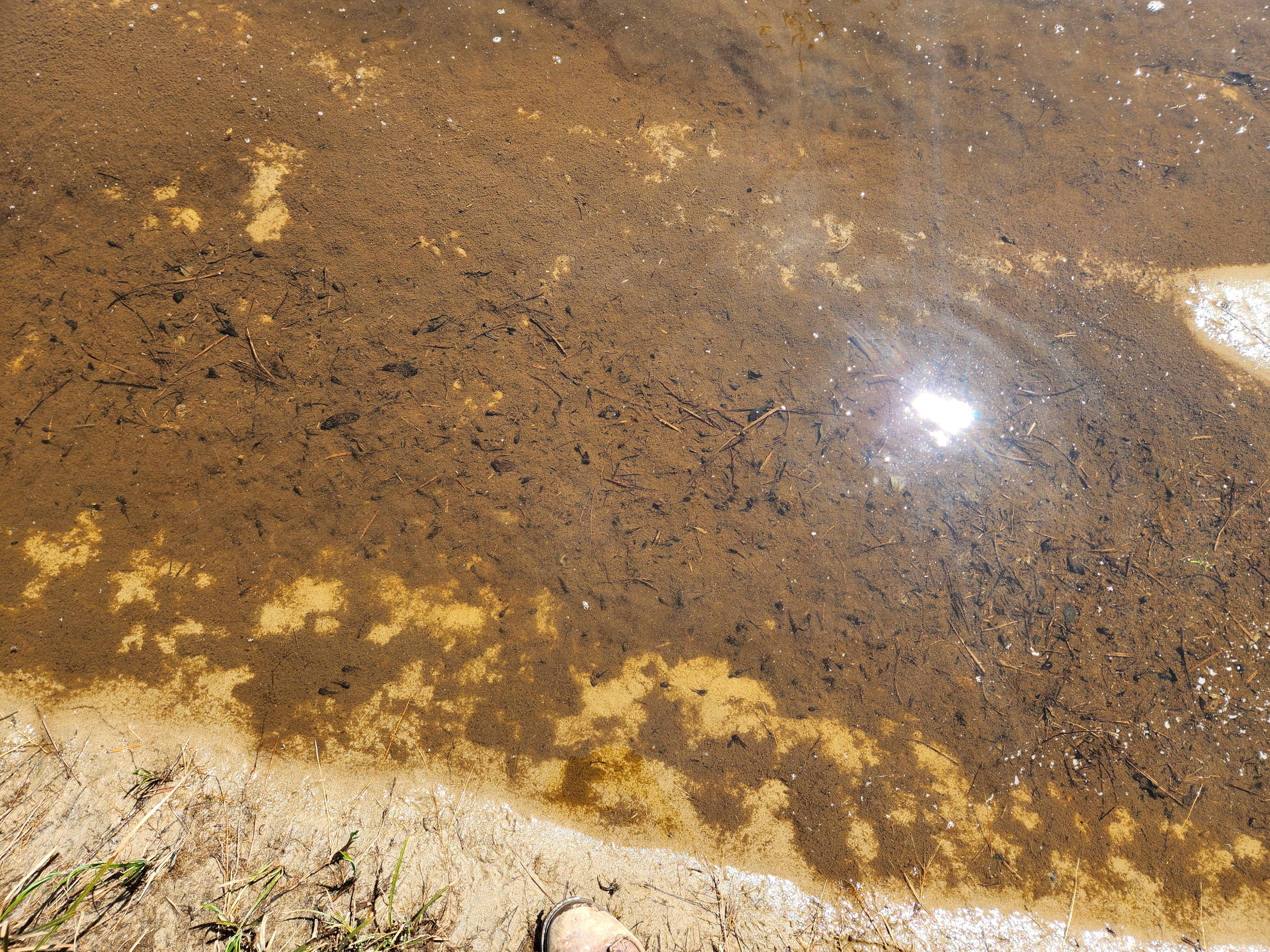 Summer at Siltcoos: Day 19