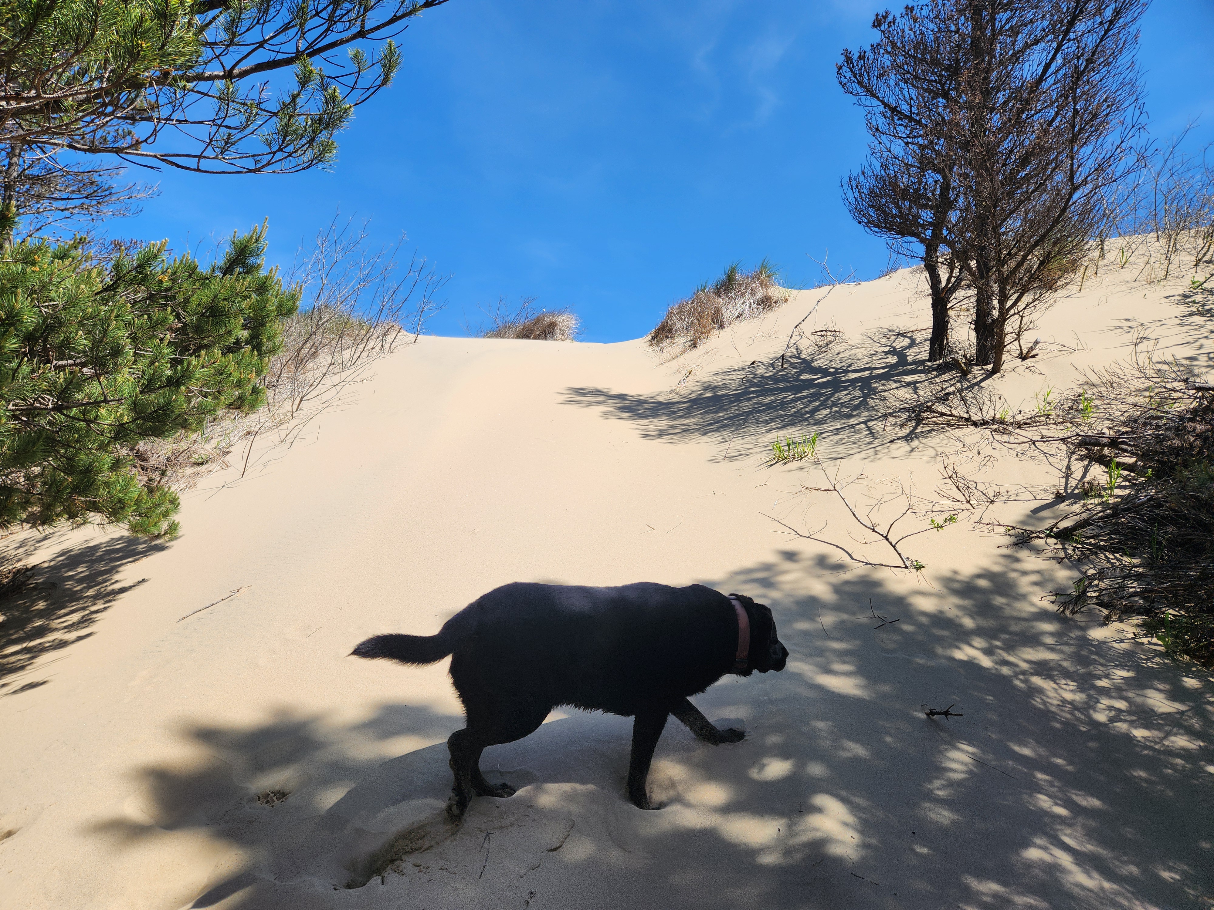Summer at Siltcoos: Day 19