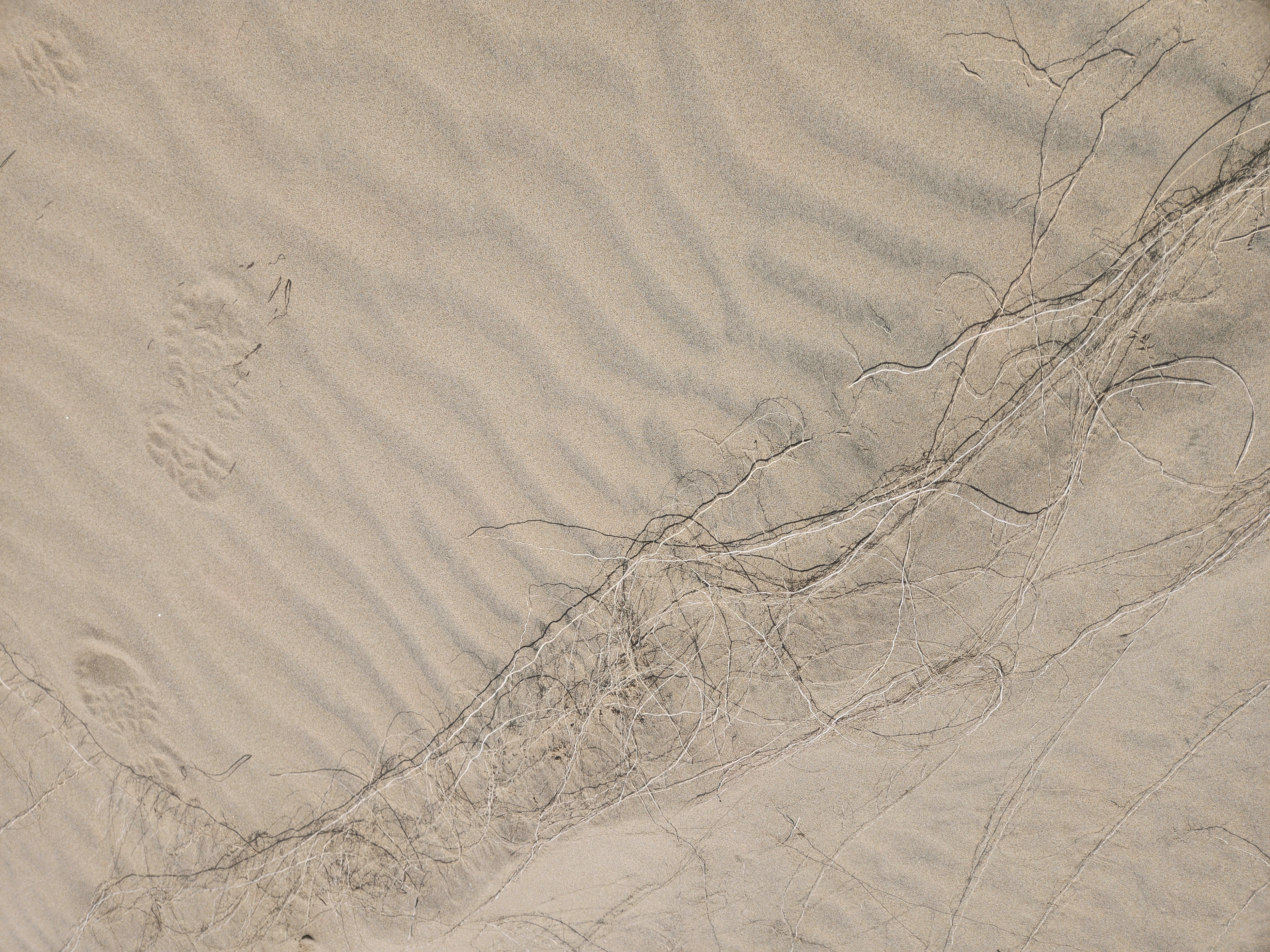 Tahkenitch to the Beach